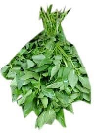 CURRY LEAF