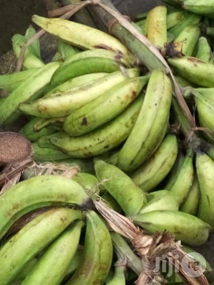 BUNCH OF UNRIPE PLANTAIN
