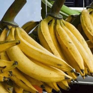 BUNCH OF RIPE PLANTAIN