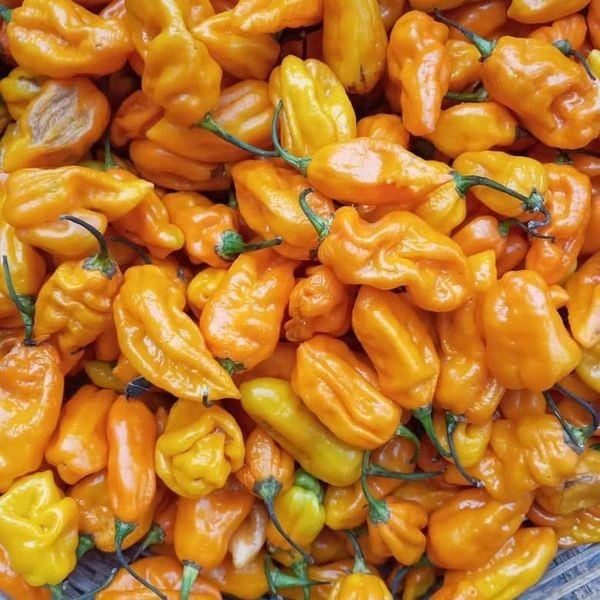 NSUKKA PEPPER