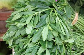 WATERLEAF