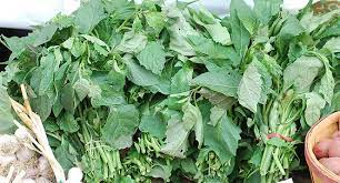 BITTERLEAF (UNWASHED)